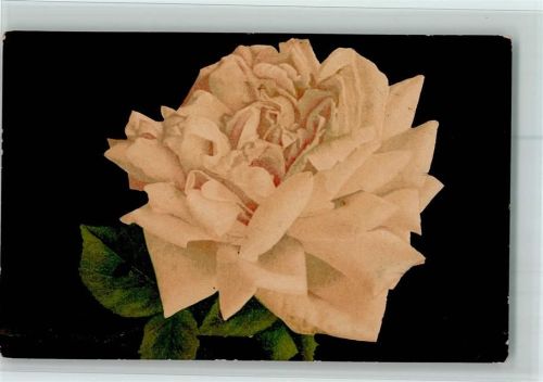 Rosenblüte - Idealdruck v. D. & S. Nr. 1107 AK