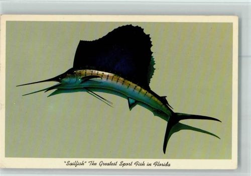 1955 Sailfish , gute Erhaltung