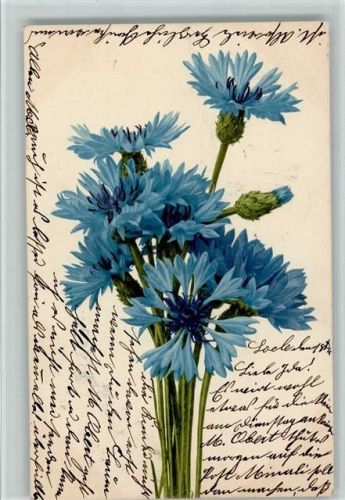 1904 Kornblumen - Farblichtdruck Br. 501 AK Blumen