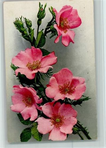 1925 Photochromie - Blüten AK