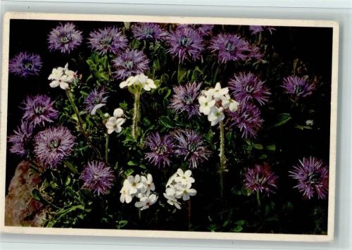 Nr. A 1249 Kugelblume , Alpenblumen - Verlag Gyger Blume 1936