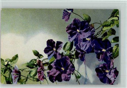 Photochromie Blumenk. Serie Z Nr. 694 gute Erhaltung