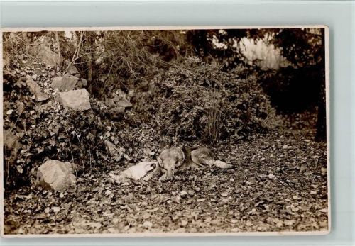 1932 Fuchs wacht bei seiner Hasenbeute AK gute Erhaltung