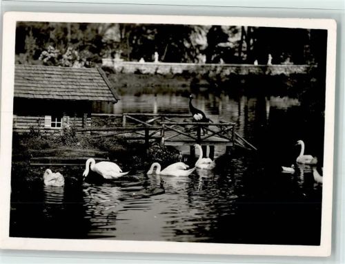 82347 W8139 Bernried , Starnberger See - Park von Schloss Hohenried Schwäne