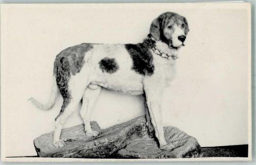 Großer Hund Privatfoto AK