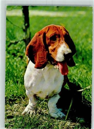 1975 Hush puppy Basset AK