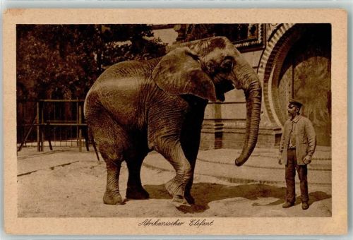 Berlin Mitte Zoologischer Garten Afrikanischer Elefant