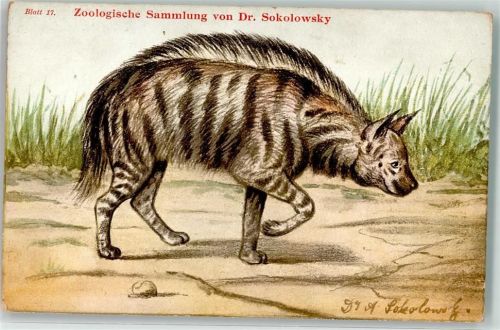 Gestreifte Hyaene Zoologische Sammlung Dr.Sokolowsky Blatt 17