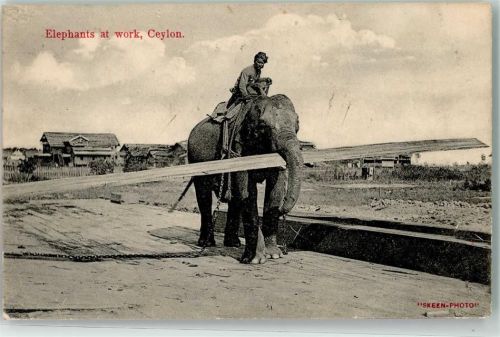 bei der Arbeit Ceylon Elefant 1913