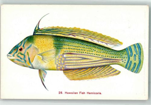 Honolulu Hawaii Hemicoris Fisch
