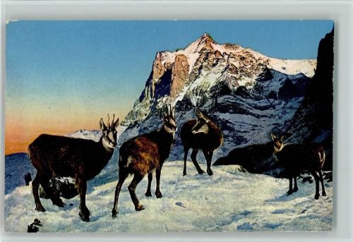 1930 Gemsen im Winter AK