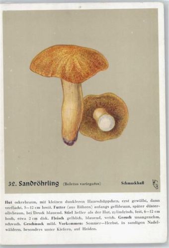 Nr. 32 Sandröhrling - Heil- und Nährkräfte aus Wald und Flur