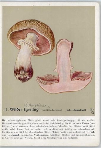 Nr. 13 Wilder Egerling -Heil- und Nährkräfte aus Wald und Flur