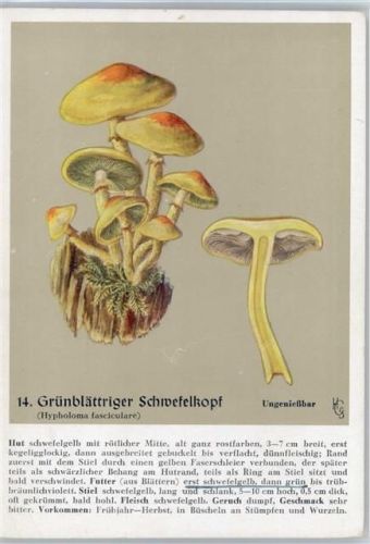 Nr. 14 - Grünblättriger Schwefelkopf - Heil- und Nährkräfte aus Wald und Flur