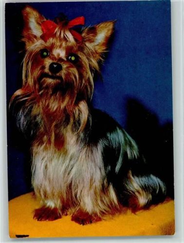 Yorkshire Terrier ca 1965 AK