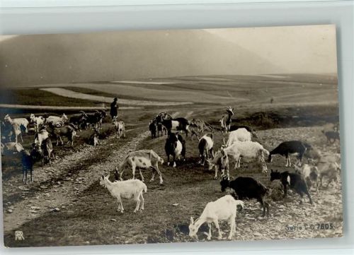 Ziegenhirte mit seiner Herde - 1906 Foto AK Ziege