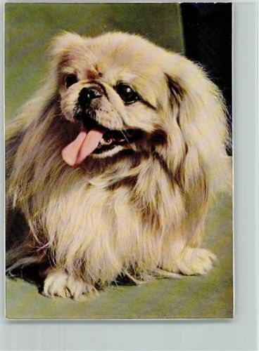 Popp Karte Nr. FF349 AK Pekinese