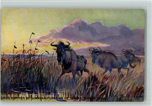 Gnus bei Sonnenaufgang AK Südwestafrika