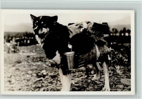Dog Packed AK gute Erhaltung Hundeschlitten Foto AK