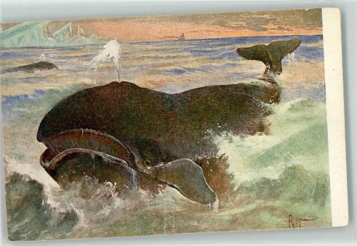 Meinholds Tierbild Nr. 71 Walfisch AK Wal Künstlerkarte