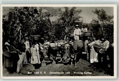 San Jose Cosechando cafe Picknig Coffee