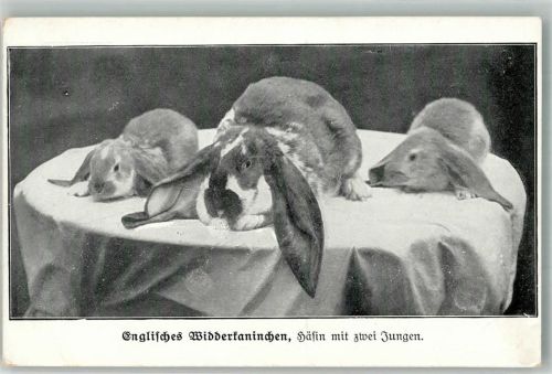 Aus der Zeitschrift Kaninchenzüchter , englische Widderkaninchen mit zwei Jungen Hase
