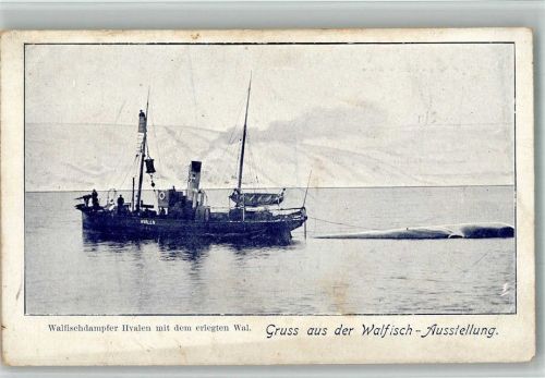 Walfang Fischdampfer Hvalen mit erlegten Wal am Seil - Walfisch-Ausstellung Wal 1900 BOAKC