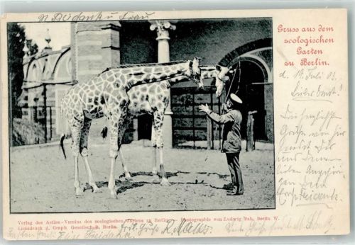 Berlin Mitte 1903 Giraffen und Tierpfleger