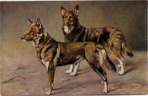 um 1910/20 2 Hunde