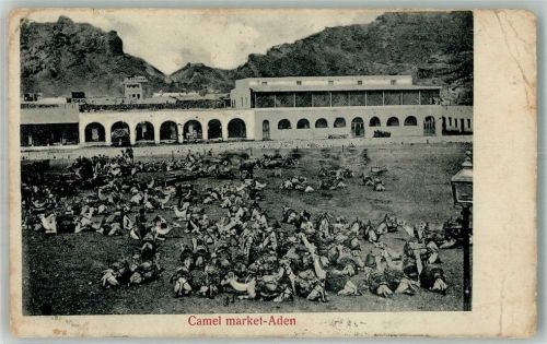 Aden 1907 Marktszene Kamele