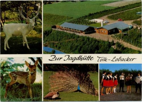 um 1970 Tolk-Lobacker, Zur Jagdhütte, Tiere, weißer Hirsch, Rehkitz, Pfau, Trachten Musik,Gerd Remmer AKU1