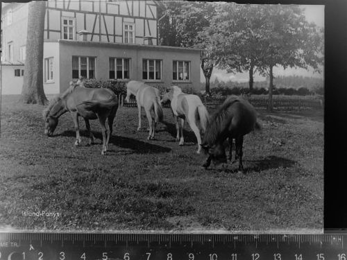 Lahnhof Island-Ponys