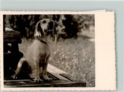 Ein aufmerksamer Hund