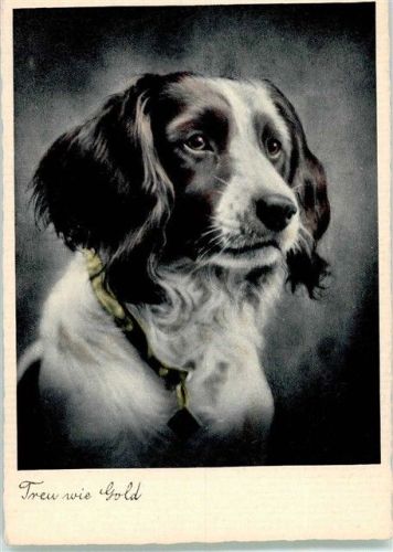 Ein English Springer Spaniel