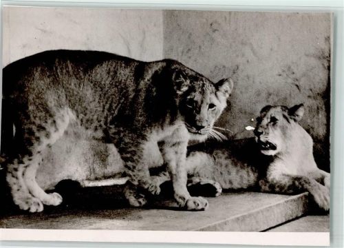 Jaderberg Raubkatzen