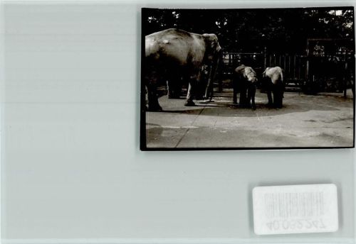 Hannover Zoo Elefanten