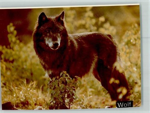 Rehbach Wolf