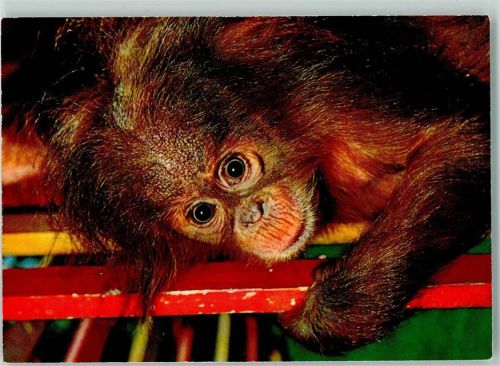 Orang-Utan Kind