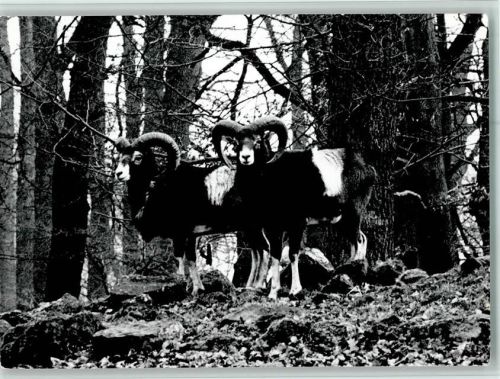 Springe Mufflon-Wild im Wisentgehege