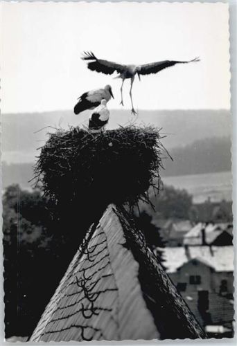 Lich Störche