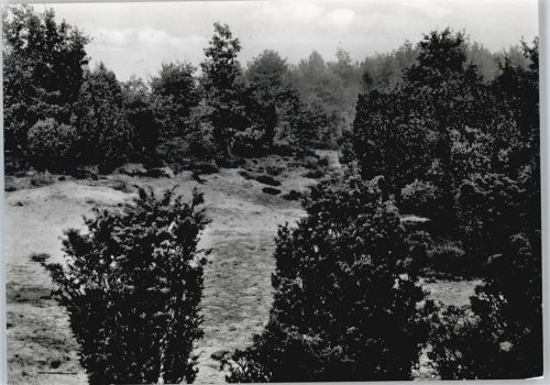 Ottenstein Wacholderheide Hörsteloe