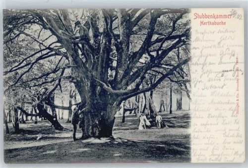 Stubbenkammer Baum Herthabuche