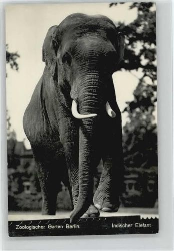 Zoo Berlin Elefant Elefant 1930