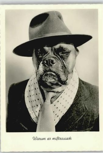 Boxer mit Hut Humor Foto AK Boxer 1960