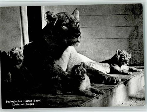 Basel Zoologischer Garten Basel Löwin mit Jungen