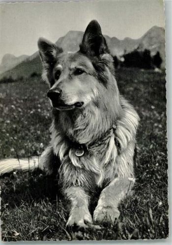 Liegender Schäferhund