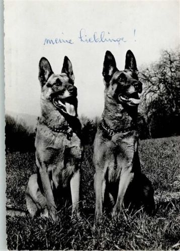 Deutsche Schäferhunde