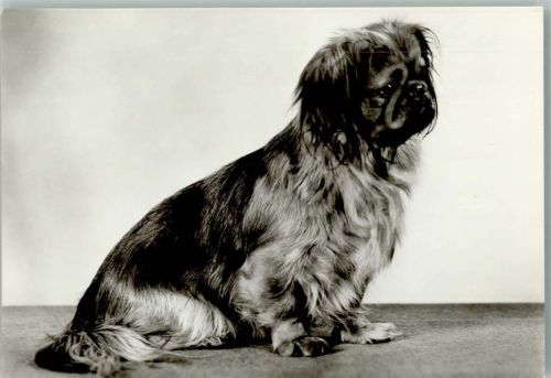 Pekinese Pekinese