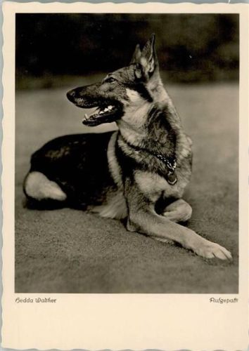 Deutscher Schäferhund
