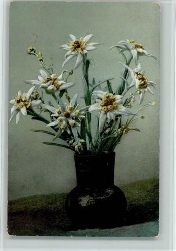 1919 Edelweiß in einer Blumenvae - Photochromie Verlag Nenke Alpenblumen Serie H 483